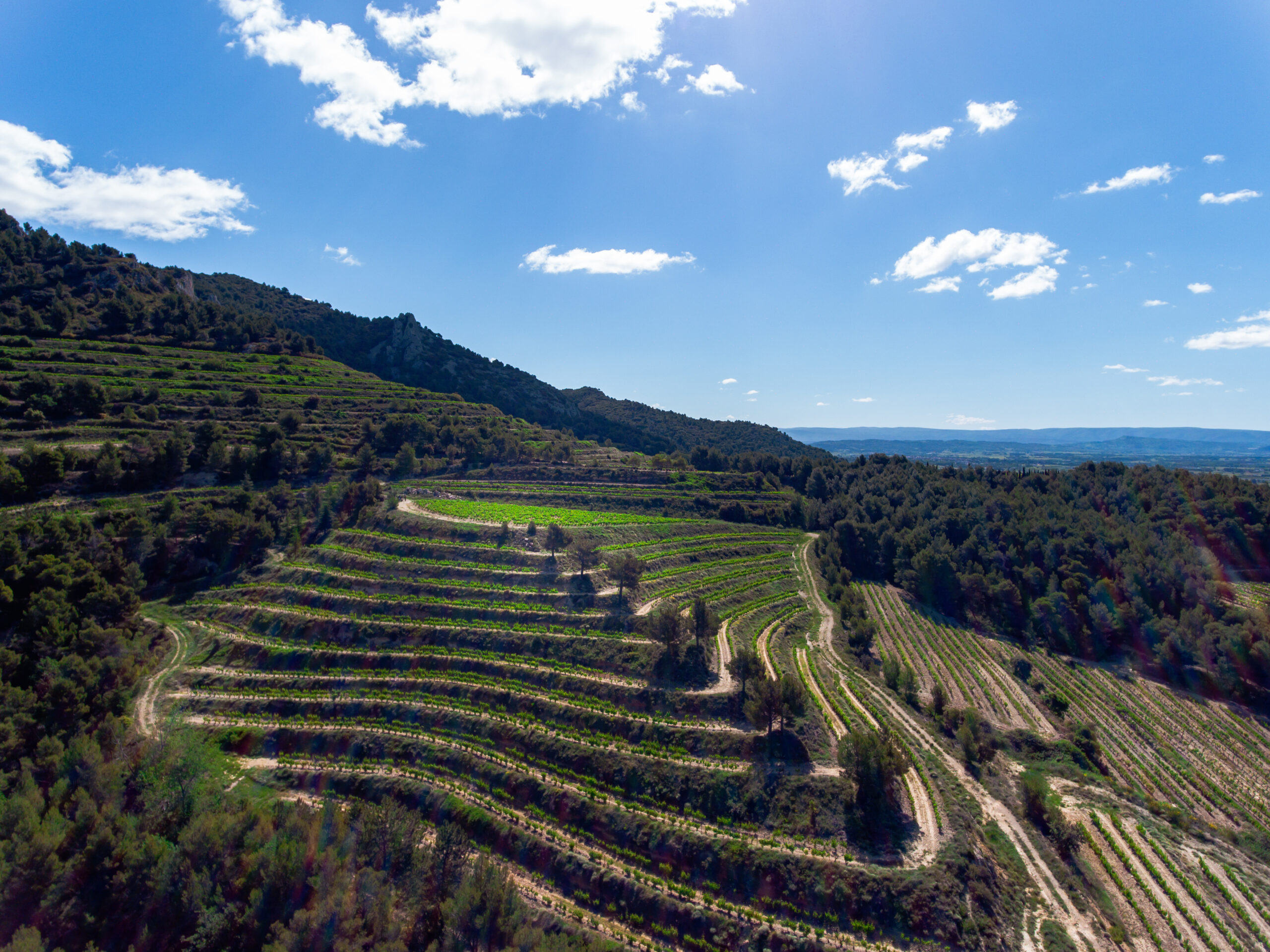 Illustration d'un paysage de vignobles de Rhonéa